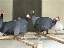 فروش غاز،اردک،قرقاول،بوقلمون،مرغ شاخ دار،کبک و خروس سیاه در شیپور