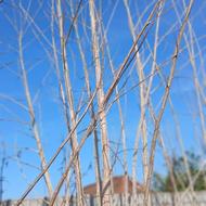 صد عدد صنوبر قیمت