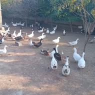 اردک محلی کشتاری