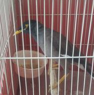 مینا کام سیاه