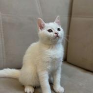 گربه بریتیش زیبا