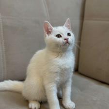 گربه بریتیش زیبا