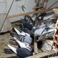 کفتر مسافتی