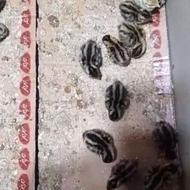 جوجه بلدرچین