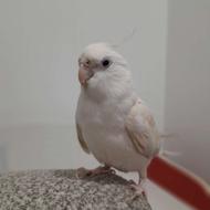 طوطی عروس هلندی البینو