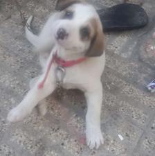 واگذاری سگ الابای 