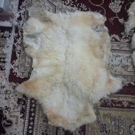 3 عدد پوست گوسفند فروشی