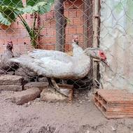 اردک اسراییلی نقره ای فوری