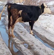 گاو شیری با گوساله نر