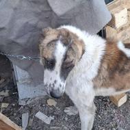 سگ خراسانی واگذاری