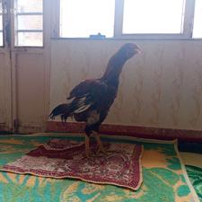 خروس لاری 9/5ماهه