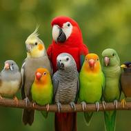 خریدار مرغ عشق