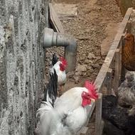 خروسهای ژاپنی وسیاه ایامی ابریشمی