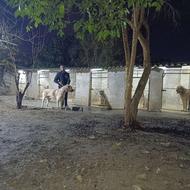 واگذار پژدر و سراب اصیل