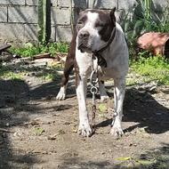 پیتبول نر 4ساله