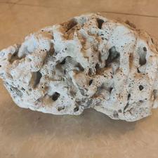 مرجان برای آکواریوم و تزیین