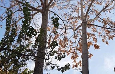 130 زیر بنا طبقه زیرزمین. دارای 2 پله