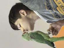 طوطی و پرنده در شیپور