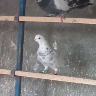 کبوتر پریشی جفت نر ماده