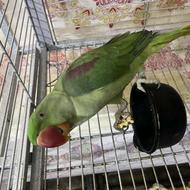 شاه طوطی سالم