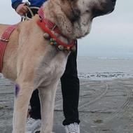 سگ سرابی 15ماهه