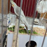 عروس هلندی،