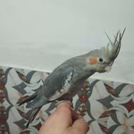 عروس هلندی نر