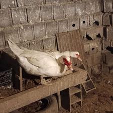 تخم نطفه دار اردک خارجی