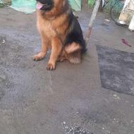 برای اطلاع بیشتر چت کنید واگذاری سگ