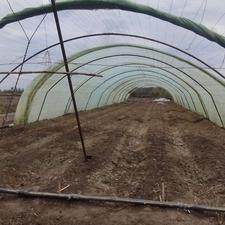 فروس گلخانه جویباری