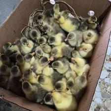 فروش 30 عدد جوجه غاز