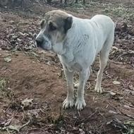 آلابای ترکمن واگذاری