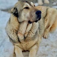 واگذاری توله سگ 11ماهه پژدر عراقی