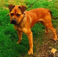 سگ پیتبول نر