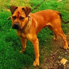 سگ پیتبول نر