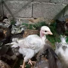 جوجه محلی اصیل