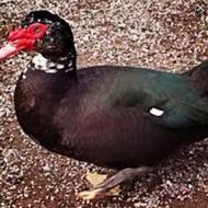 اردک خارجی نر درشت چاق