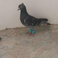 یک جفت سبز کاکلی نرو ماده