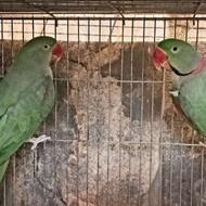 جفت شاه طوطی مولد