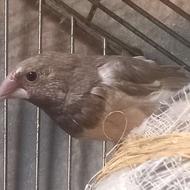 فنچ بنکالی اهویی نر