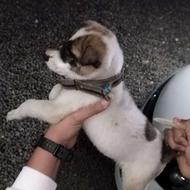 توله سگ سرابی نر واگذاری