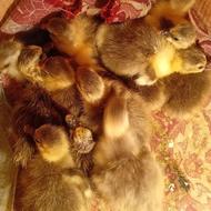 جوجه غاز 4روزه محلی