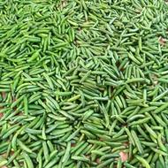 خیارشور عمده