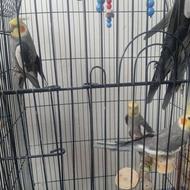 عروس هلندی نر و ماده