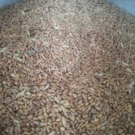 گندم جوون ومناسب