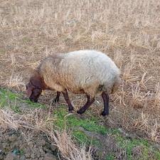 گوسفند نر تخمی افشاری