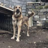 سگ سرابی واگذاری