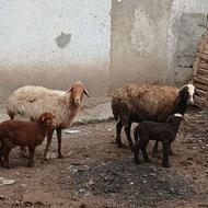 گوسفند بابره