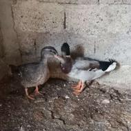 اردک پروازی(رشتی)