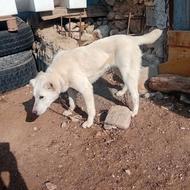 واگذاری توله سگ یک ساله